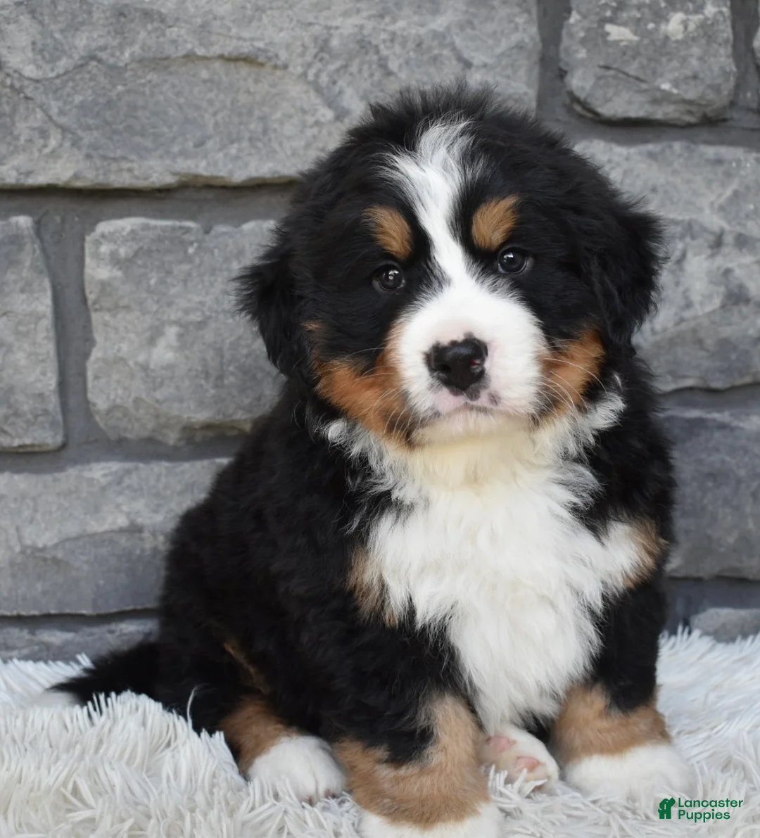 Bernese Mountain Dog dogs for sale: Buster  - Ad 1