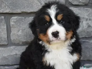Bernese Mountain Dog dogs for sale: Buster - Ad 3