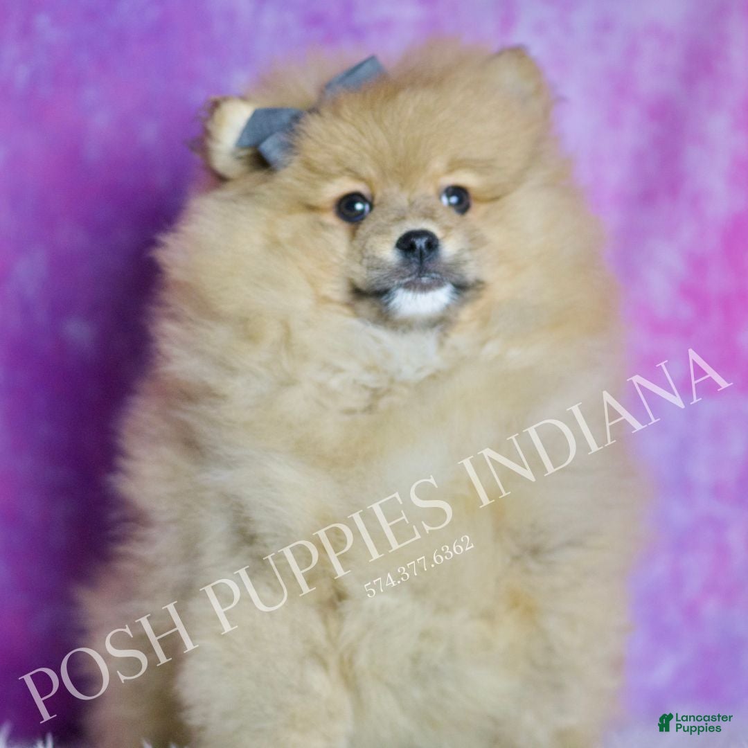 Pomeranian dogs Rocky - Ad 23