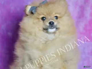 Pomeranian dogs Rocky - Ad 23