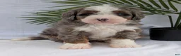 Mini Bernedoodle dogs for sale: Mini Darcy  - Ad 20