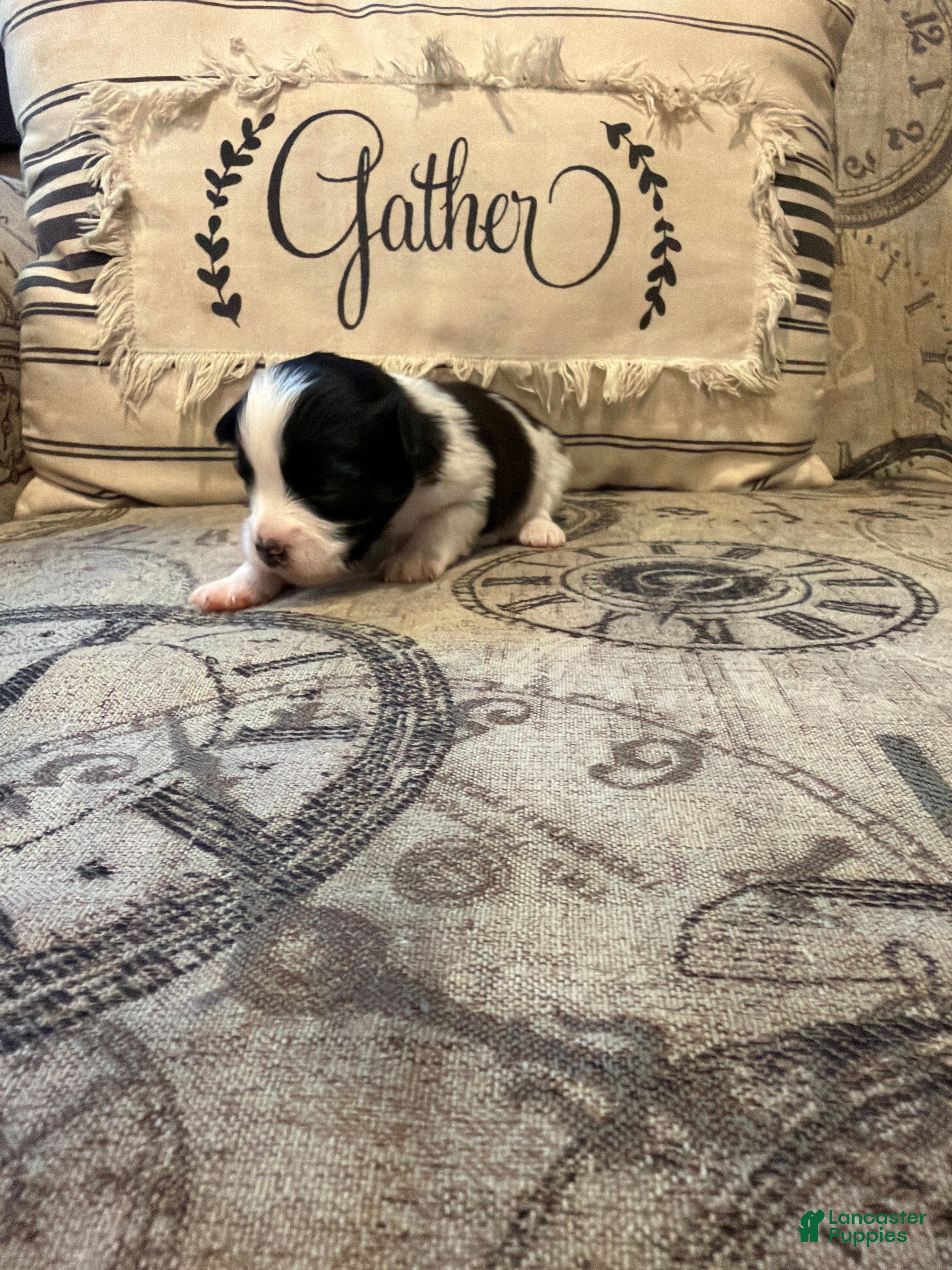 Shorkie dogs Oreo - Ad 33