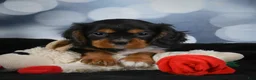 Cavalier King Charles Spaniel dogs for sale: Clyde - Ad 6