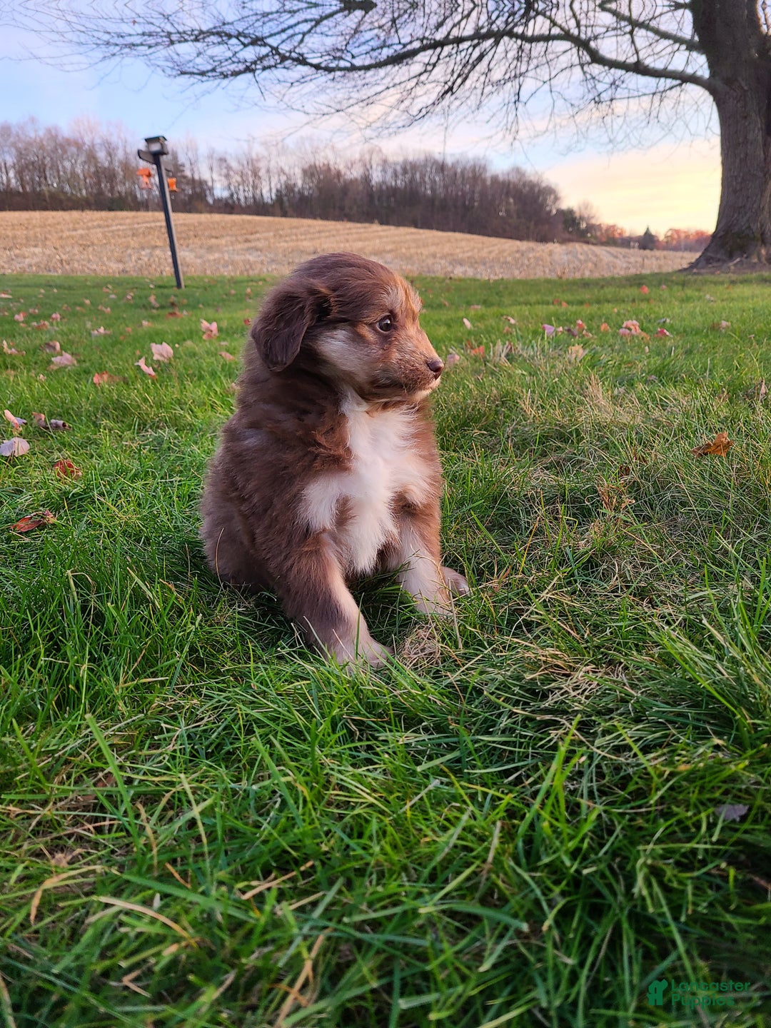 Aussiedoodle dogs for sale: Blake - Ad 7