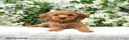 Goldendoodle dogs for sale: Julie  - Ad 2
