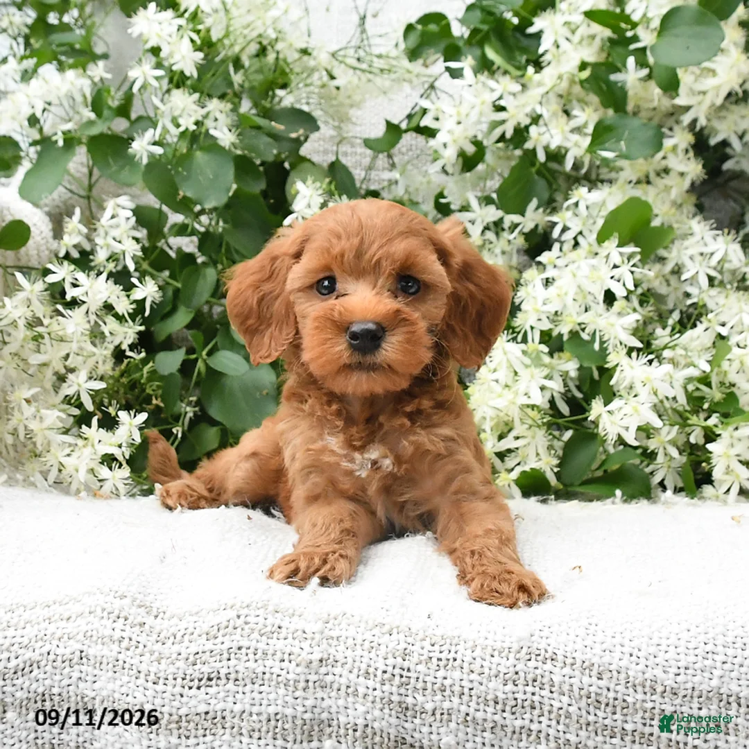 Goldendoodle dogs for sale: Julie  - Ad 2