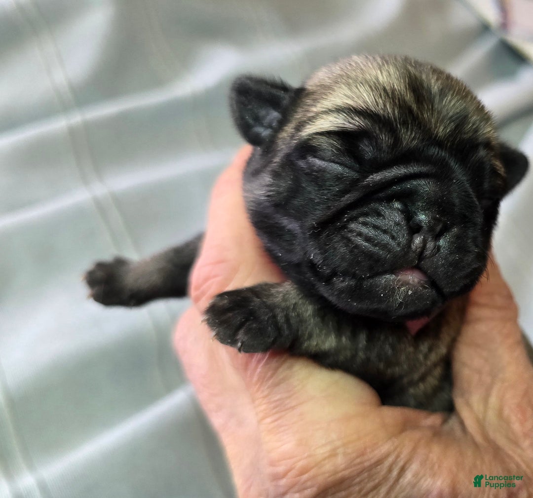 Pug dogs for sale: Harmony - Ad 1