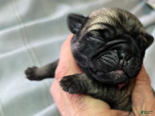 Pug dogs Harmony - Ad 40