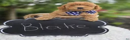 Miniature Poodle dogs for sale: Blake - Ad 4