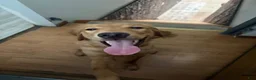 Golden Retriever dogs for sale: Prince - Ad 15