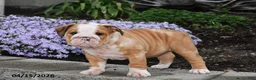 English Bulldog dogs for sale: Druscilla - Ad 5