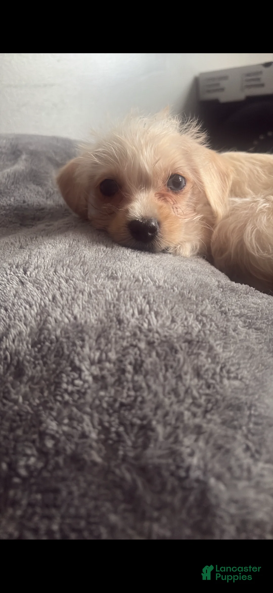 Mixed Breed dogs for sale: Mixed Breed Puppy 5 - Ad 2