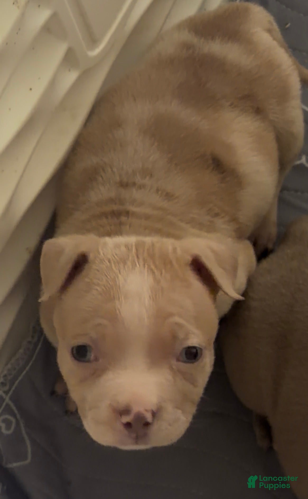 American Bully dogs Red Merle Male - Ad 8