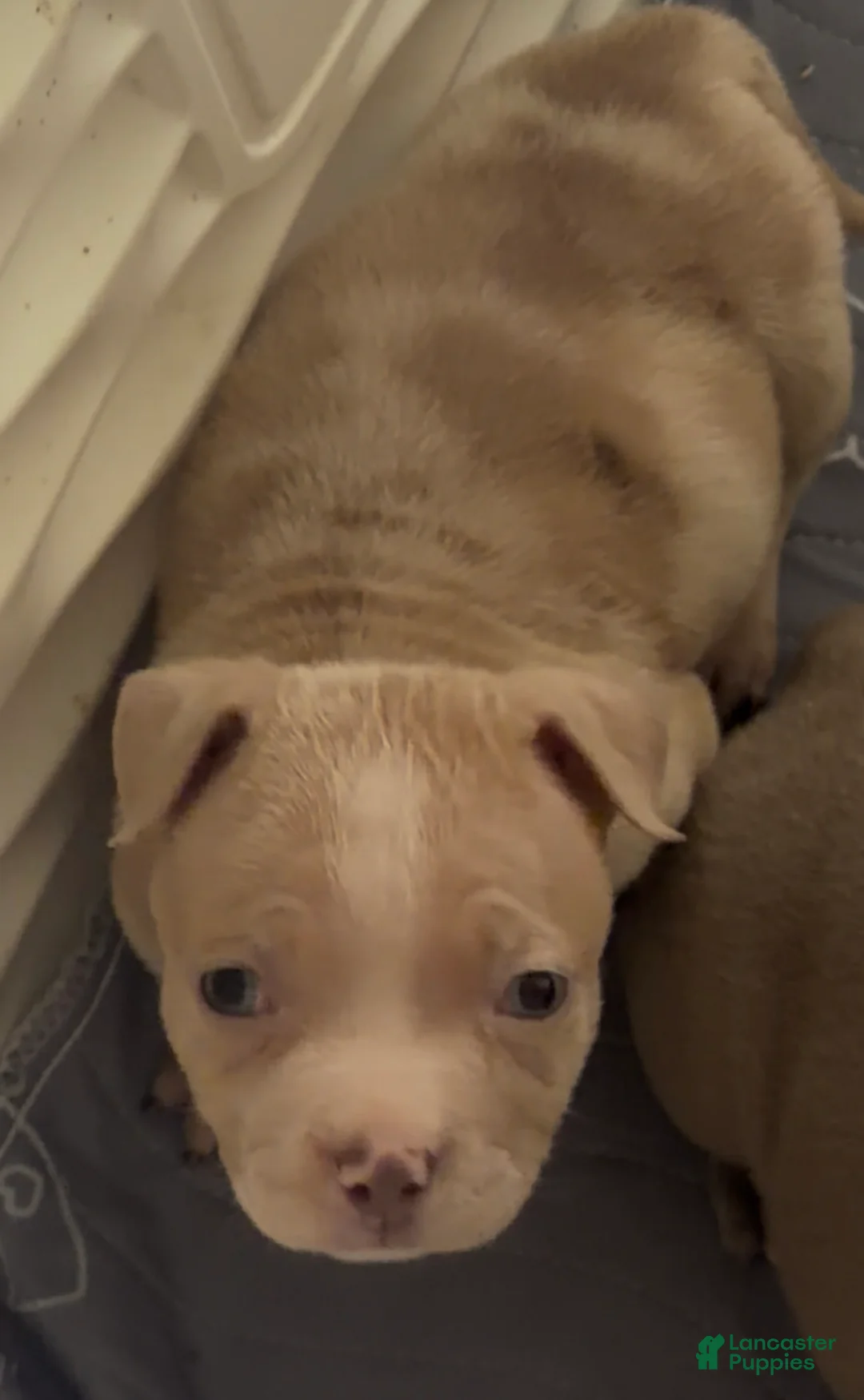 American Bully dogs for sale: Red Merle Male - Ad 1