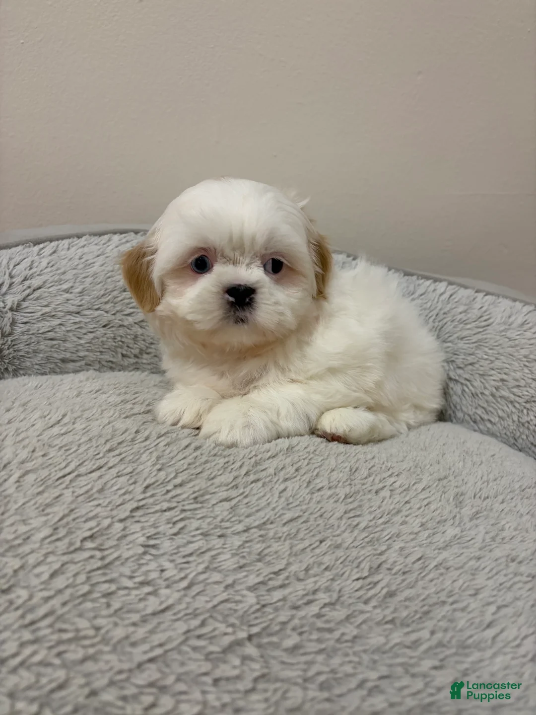 Shih Tzu dogs for sale: Fluffy - Ad 2