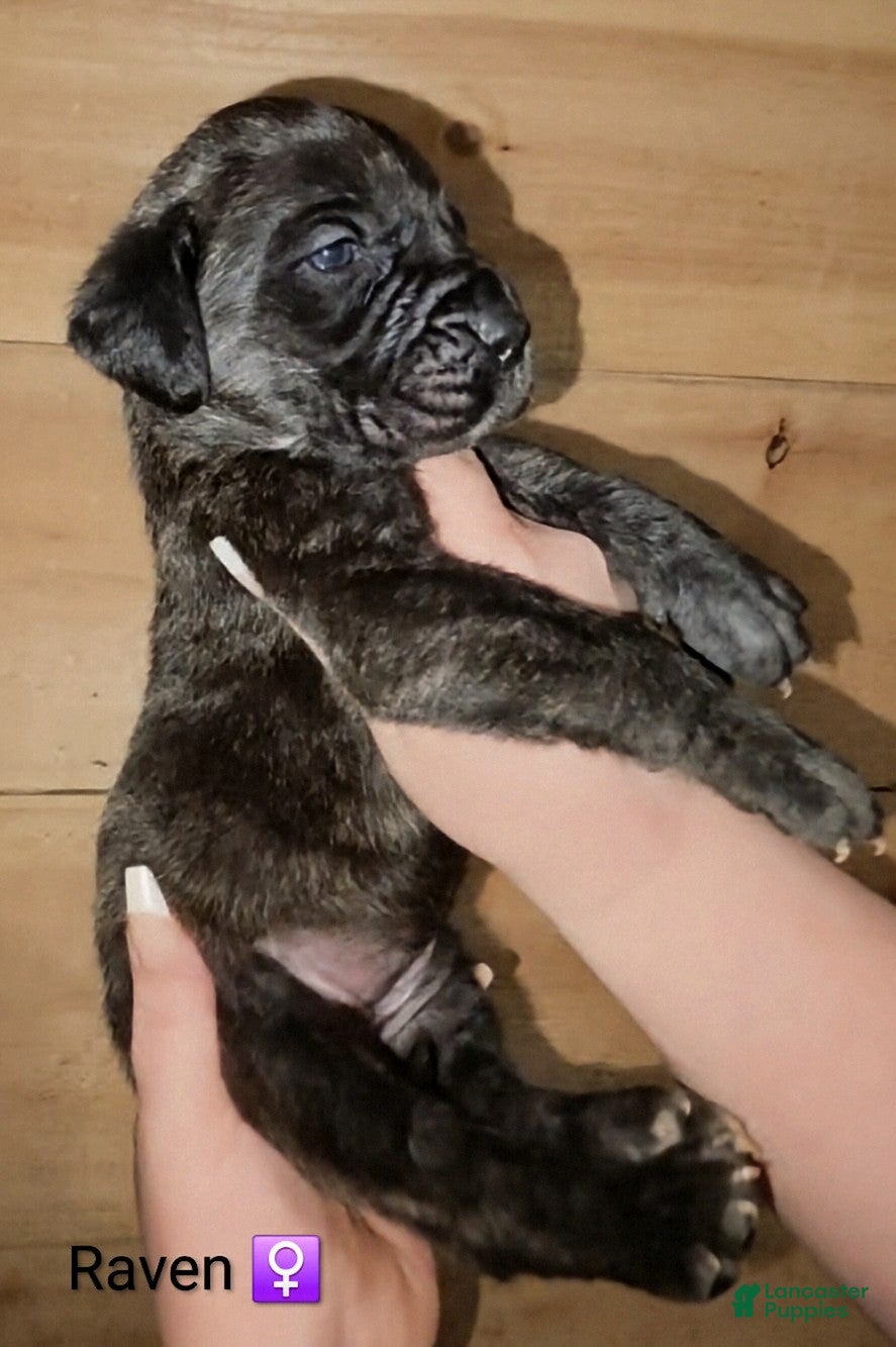 English Mastiff dogs Raven - Ad 1