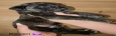Raven