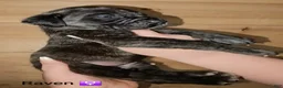 English Mastiff dogs for sale: Raven - Ad 1