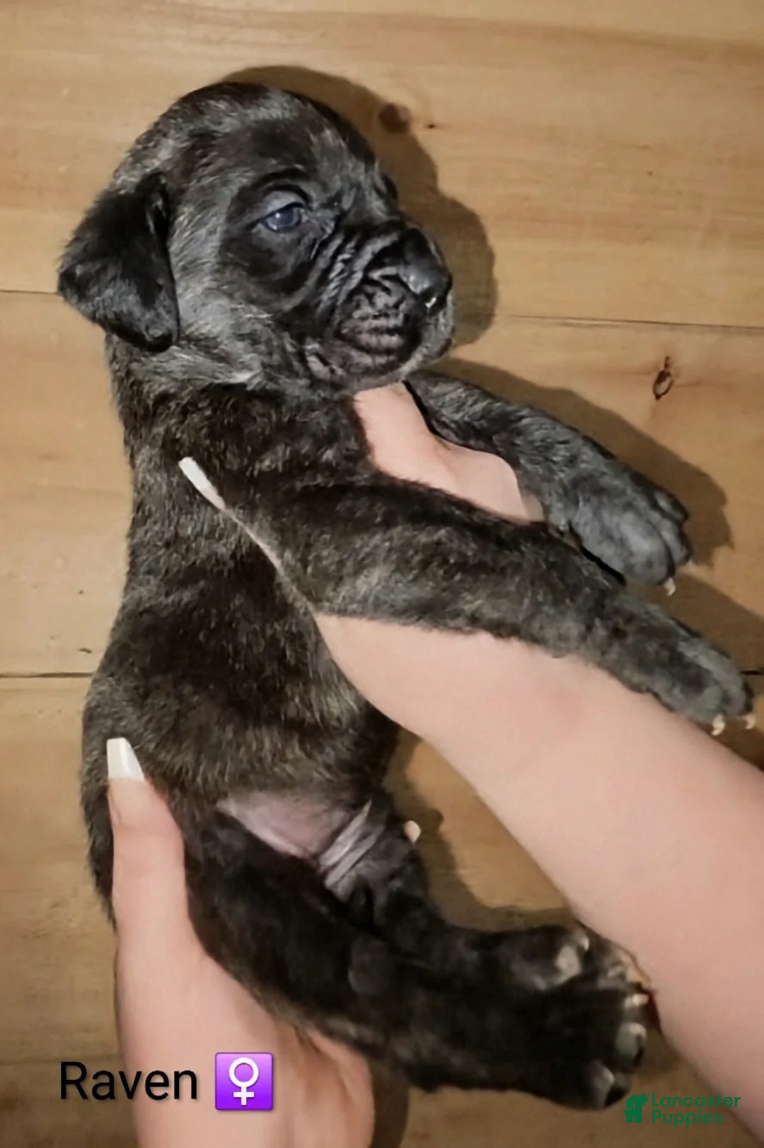 English Mastiff dogs for sale: Raven - Ad 1
