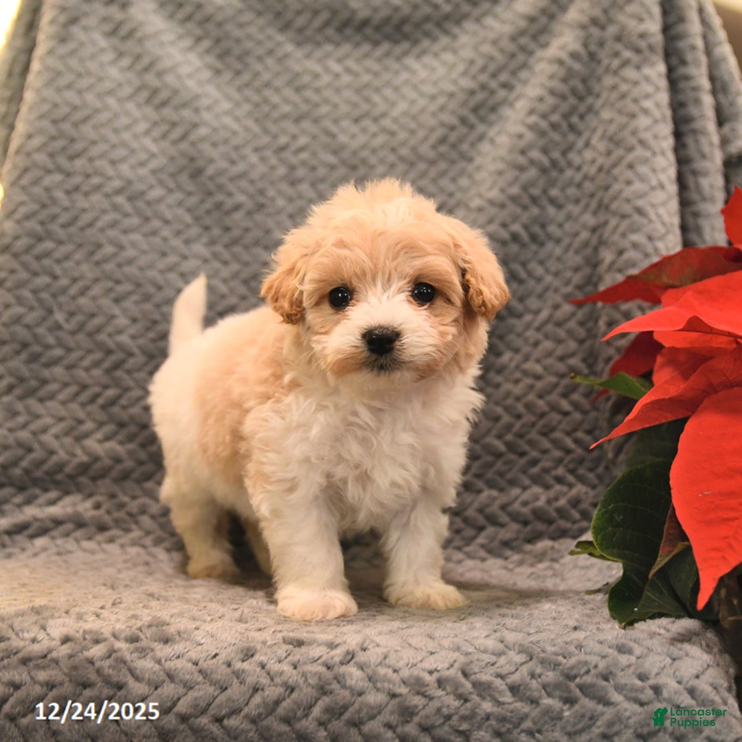 Maltipoo dogs for sale: Sugar - Ad 3