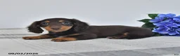 Miniature Dachshund dogs for sale: Faye - Ad 3
