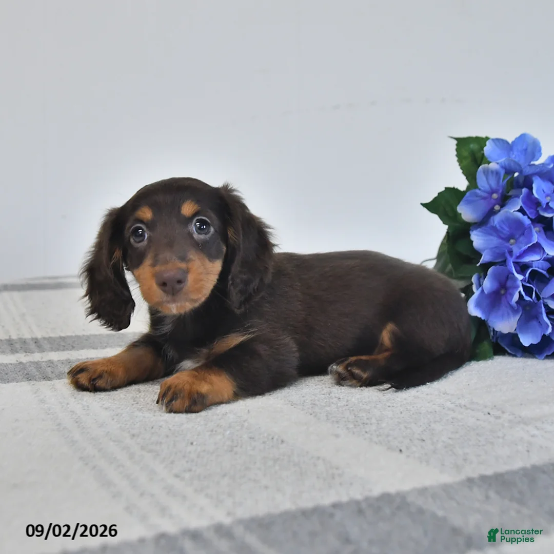Miniature Dachshund dogs for sale: Faye - Ad 3
