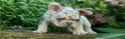French Bulldog dogs for sale: Spencer 🐾 - Ad 8