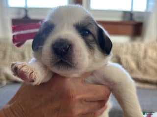 Great Pyrenees dogs White - Ad 18
