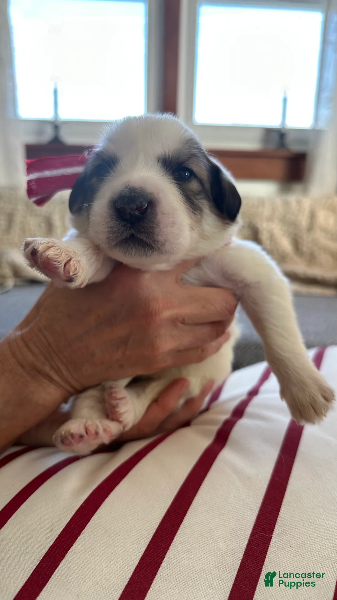 Great Pyrenees dogs for sale: White - Ad 2