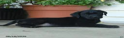 Labrador Retriever dogs for sale: Parker - Ad 3