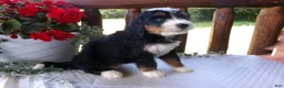 Mini Bernedoodle dogs for sale: Beauty - Ad 7