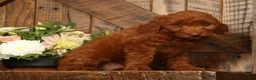 Mini Goldendoodle dogs for sale: Holly - Ad 5