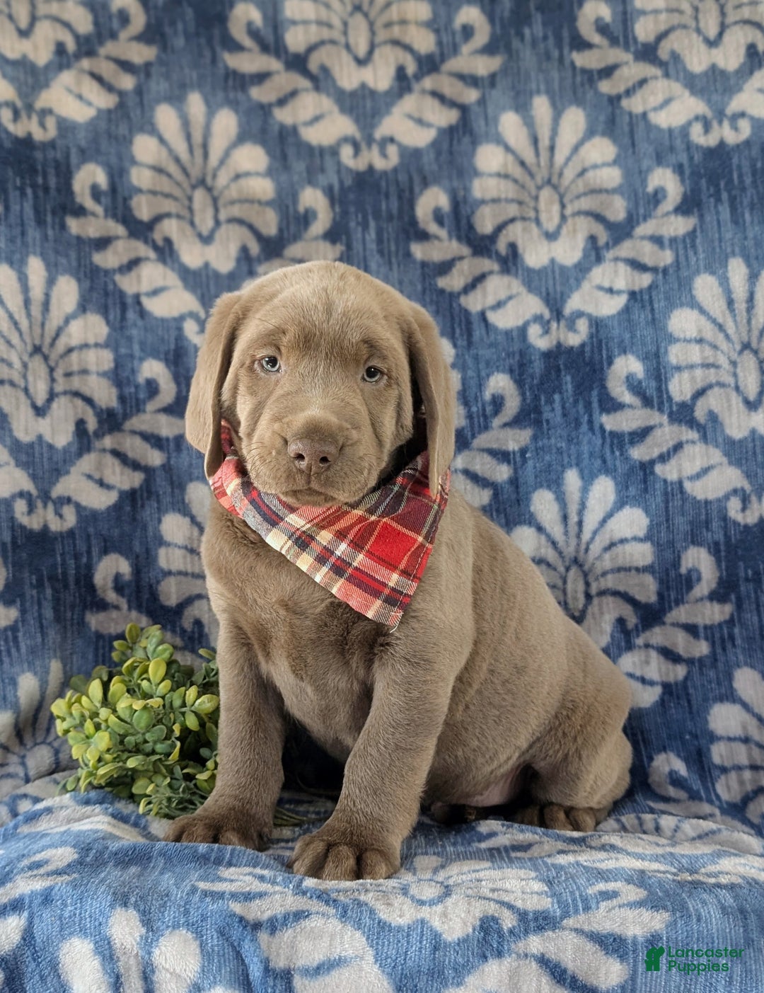 Labrador Retriever dogs for sale: Conroy AKC Silver Lab - Ad 2