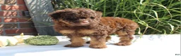 Miniature Poodle dogs for sale: Suzy - Ad 7
