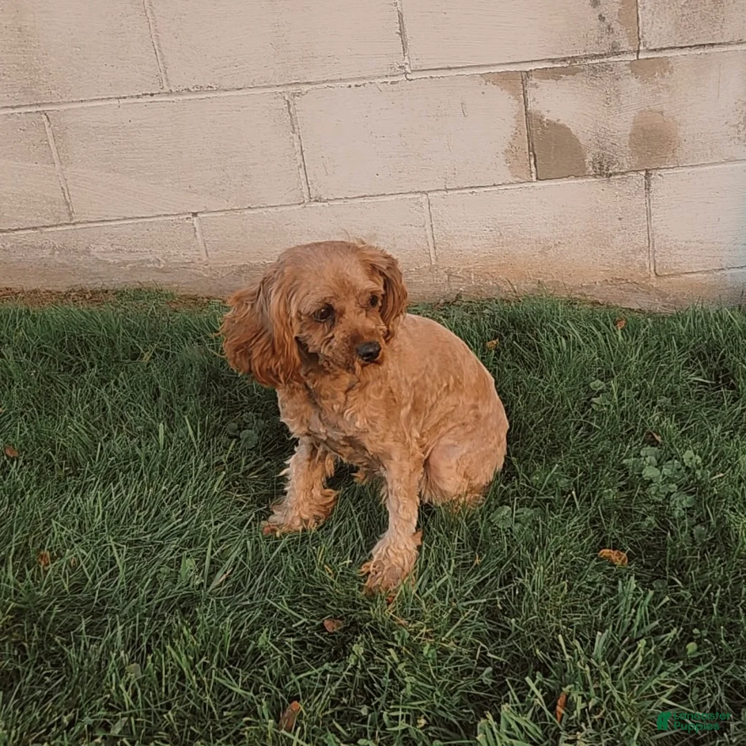 Cavapoo dogs for sale: Tucker - Ad 7