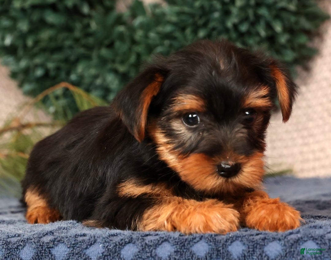 Yorkshire Terrier dogs for sale: Marlon - Ad 3