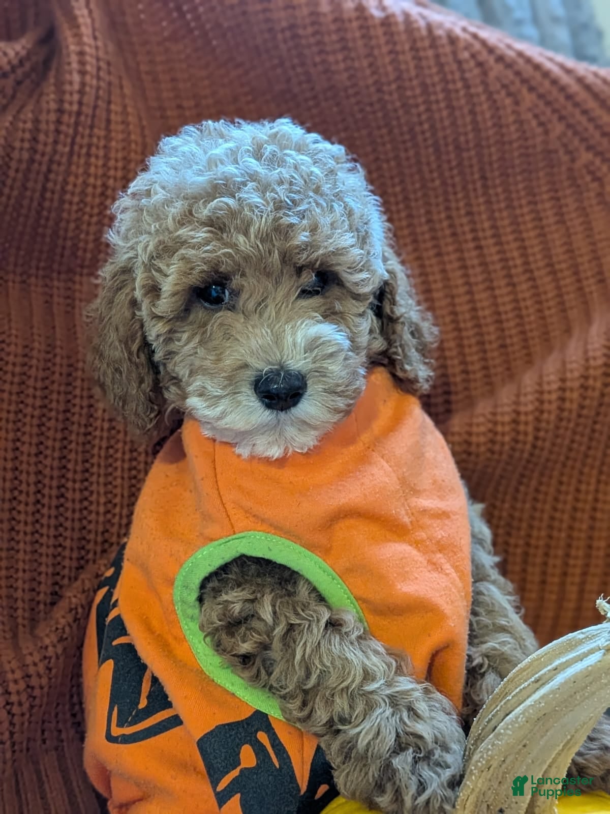 Miniature Poodle dogs for sale: Flynn  - Ad 1