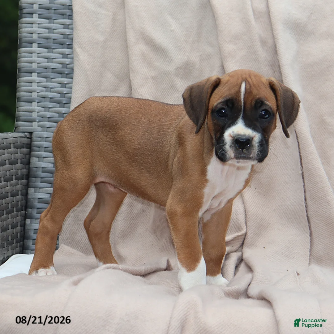 Boxer dogs for sale: Queenie - Ad 2