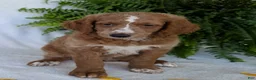 Goldendoodle dogs for sale: Lola - Ad 4