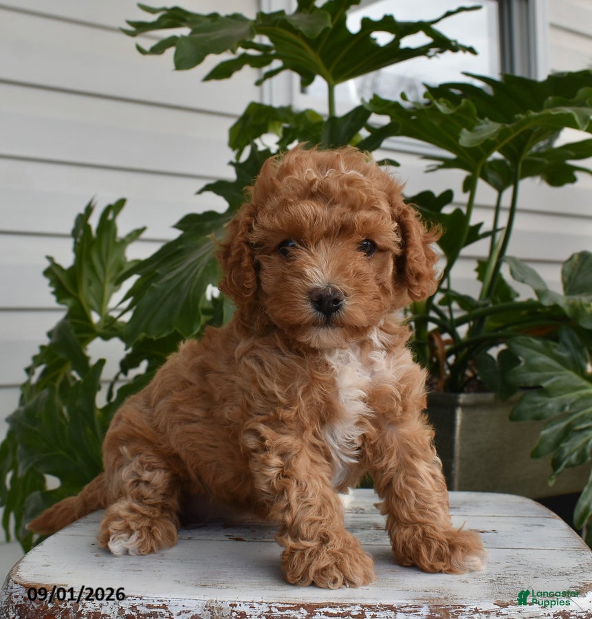 Cavapoo dogs Lily - Ad 1
