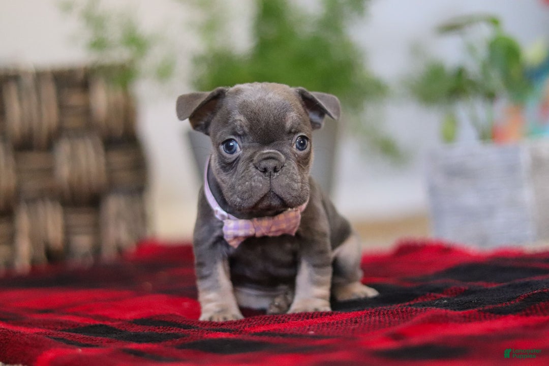 Frenchton dogs for sale: Lilac - Ad 6