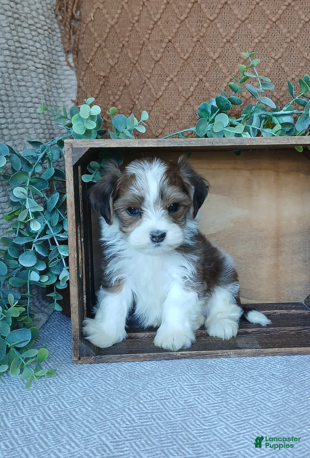 Havanese dogs for sale: Pebbles  - Ad 1
