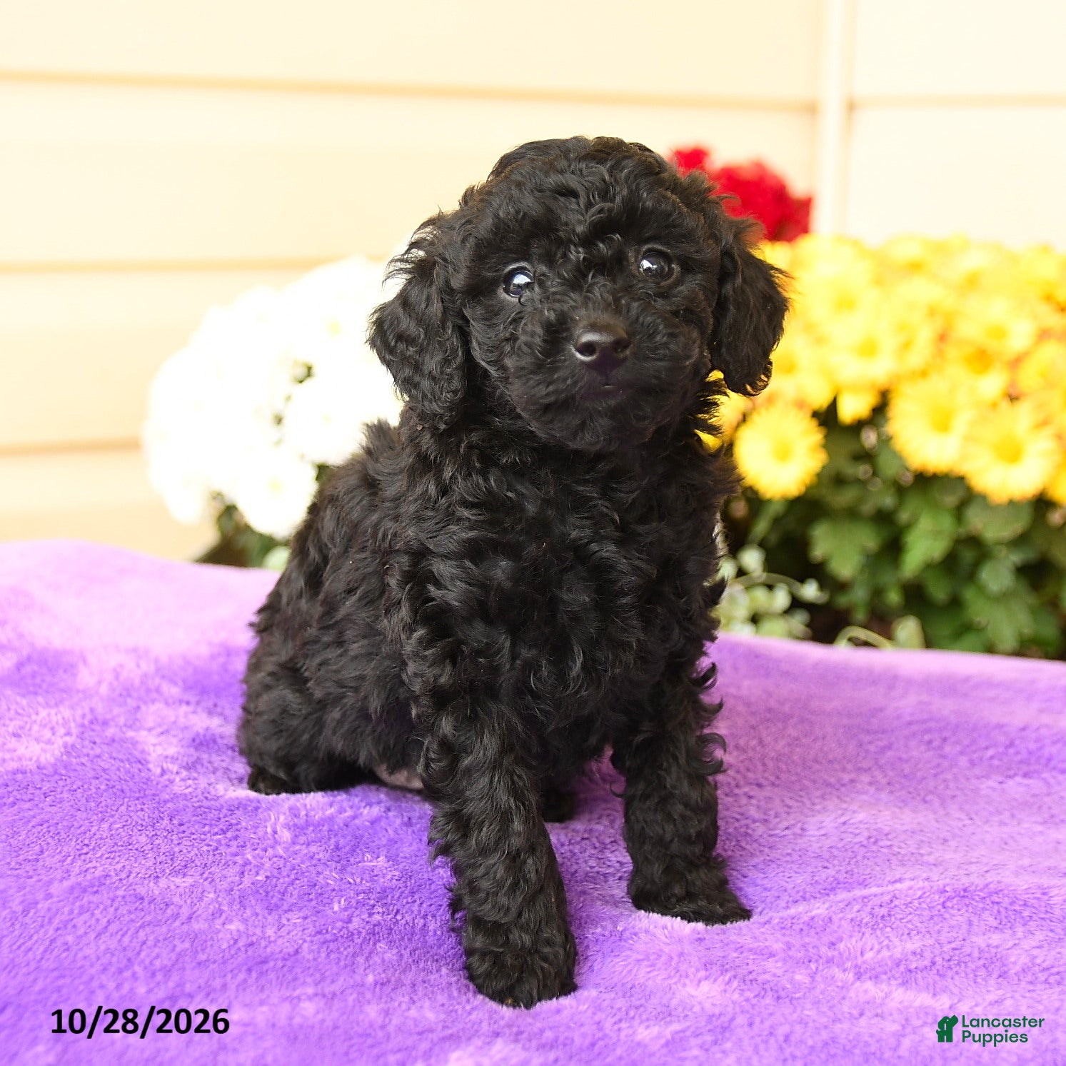 Toy Poodle dogs for sale: Sterling - Ad 2