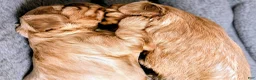 Cavalier King Charles Spaniel dogs for sale: Blaze - Ad 3