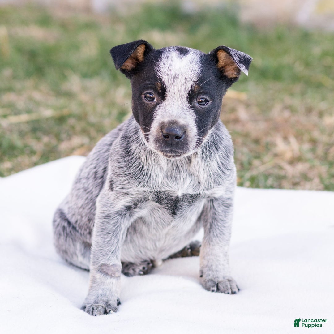 Mixed Breed dogs for sale: Heather  - Ad 2