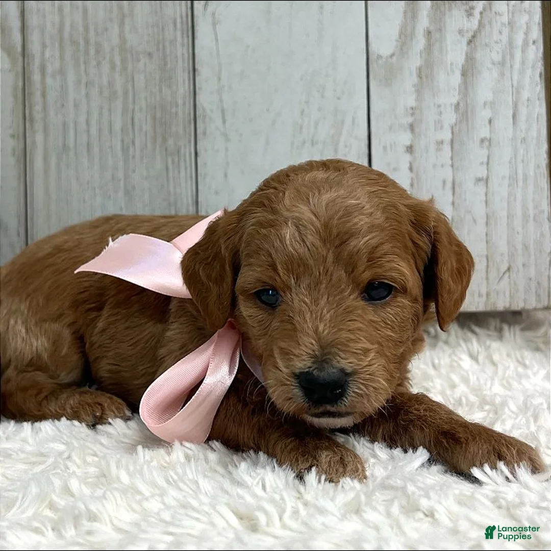Mini Goldendoodle dogs for sale: Lucy (Micro Mini Girl) - Ad 2