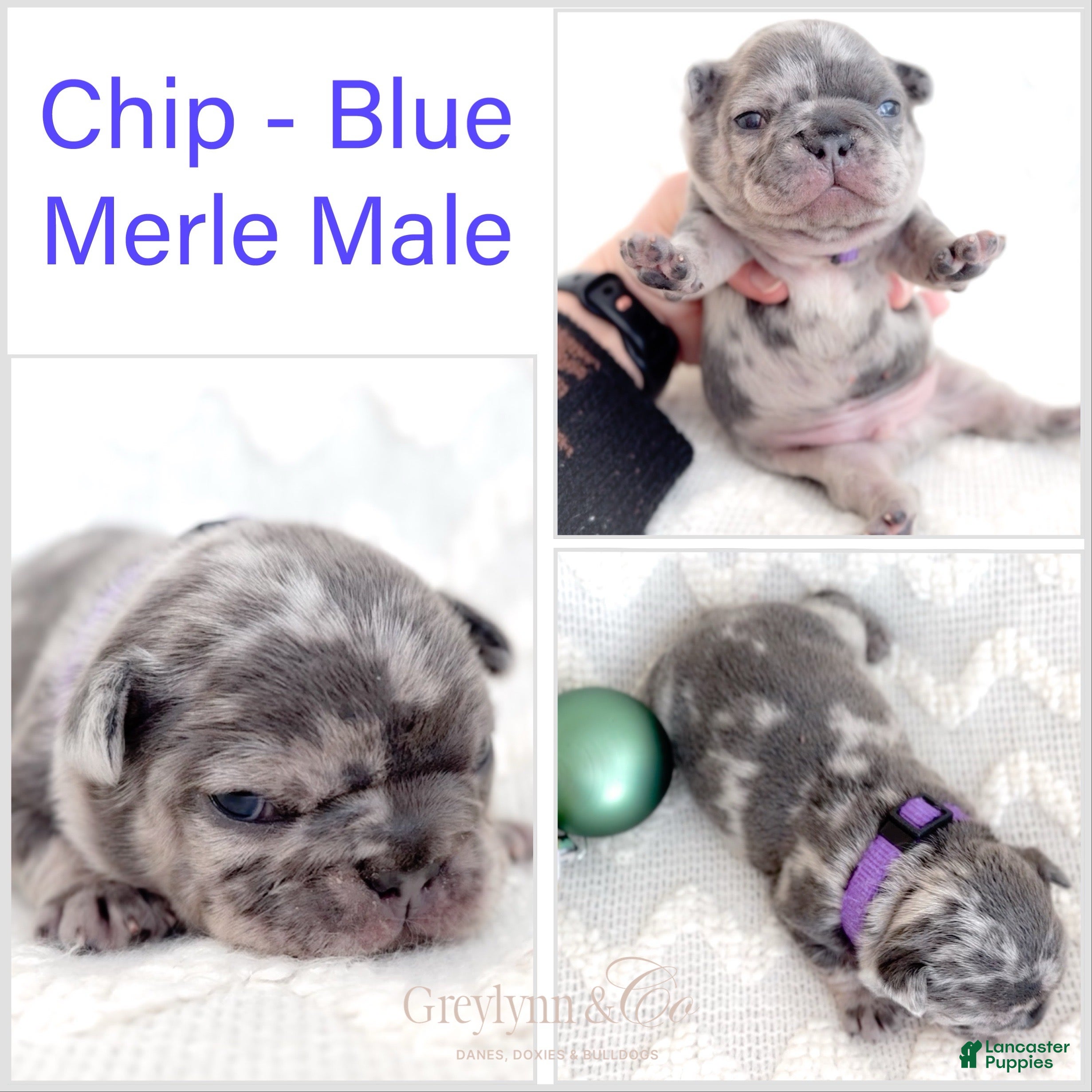 French Bulldog dogs Chip - Ad 6