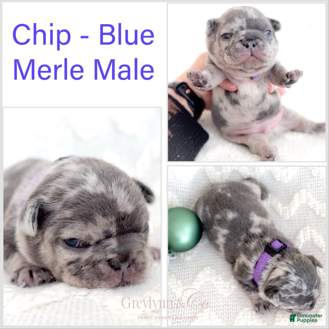 French Bulldog dogs for sale: Chip - Ad 1