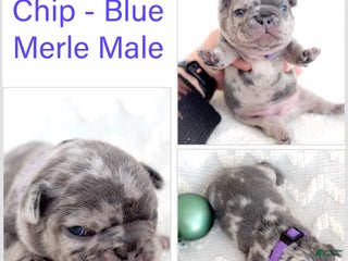 French Bulldog dogs Chip - Ad 4