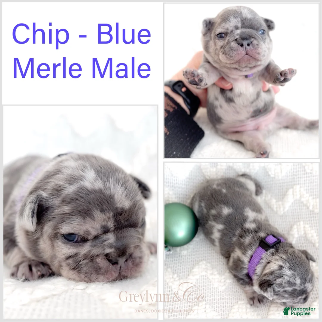 French Bulldog dogs for sale: Snickerdoodle - Ad 11